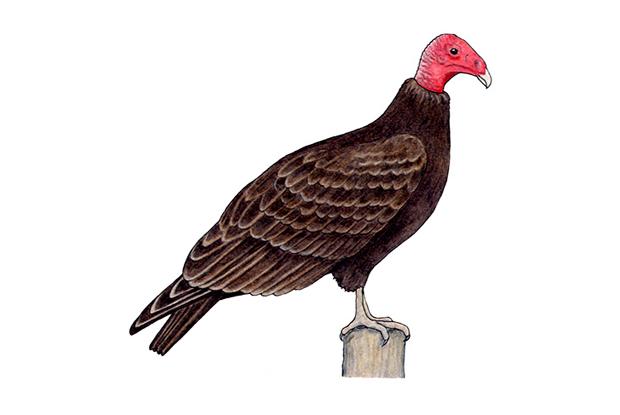 Cathartes aura adulte