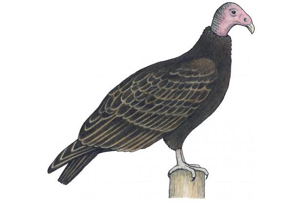 Cathartes aura juvenile