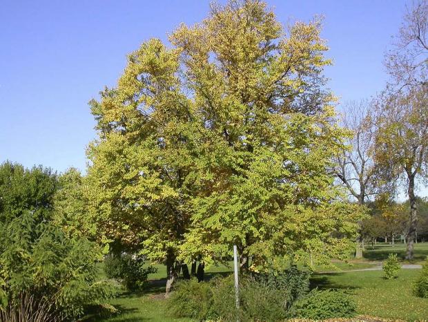 Cercidiphyllum japonicum