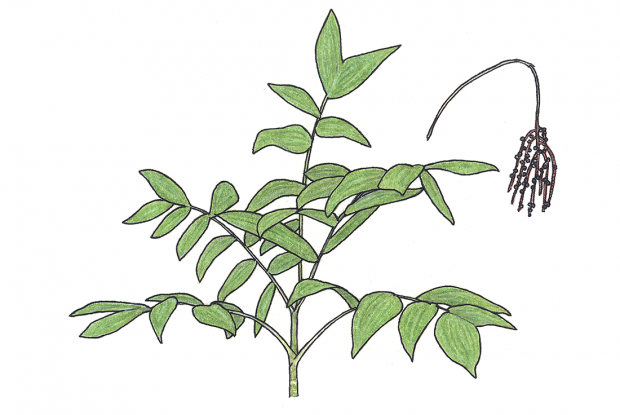 Chamaedorea warscewiczii H. A. Wendl.