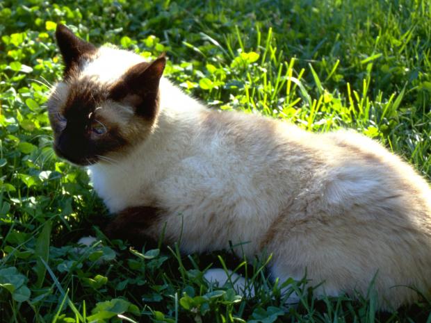 Chat