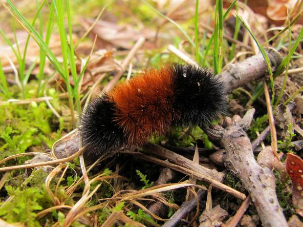 Pyrrharctia isabella caterpillar