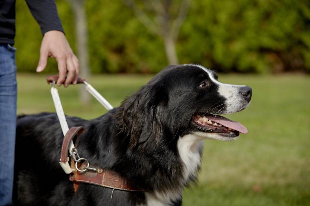 MIRA Foundation guide dog