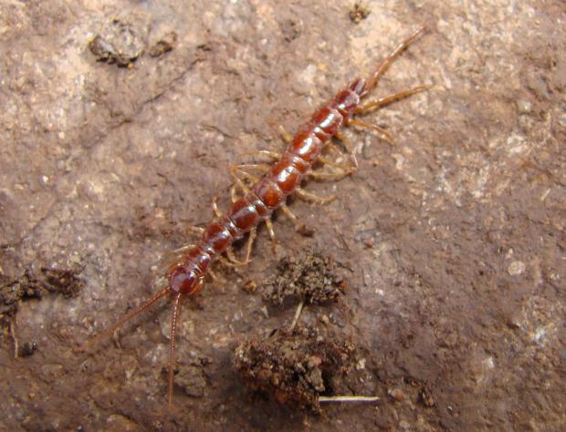 Chilopod, Québec, Canada.