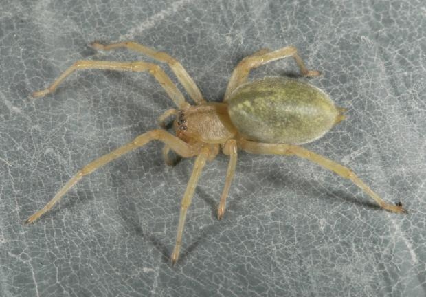 Chiracanthium mildei, Québec, Canada.