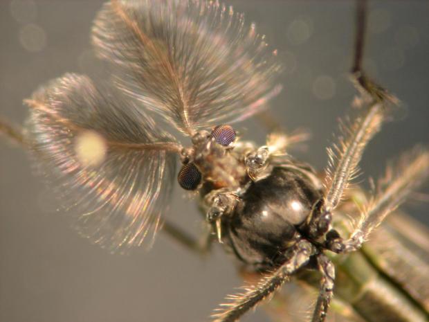 Chironomus anthracinus, Denmark.