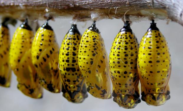 Chrysalides de papillons Idea leucone, Asie du Sud