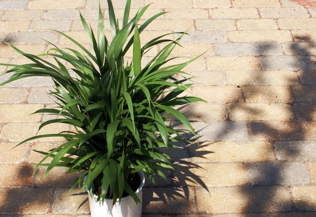 Chrysalidocarpus lutescens