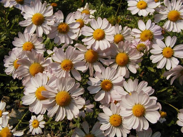Chrysanthemum weyrichii