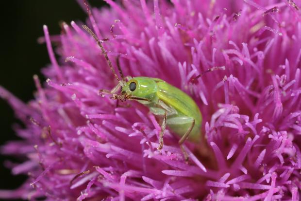 Chrysomelidae
