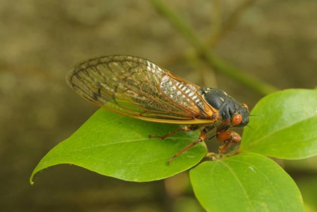 Cicada