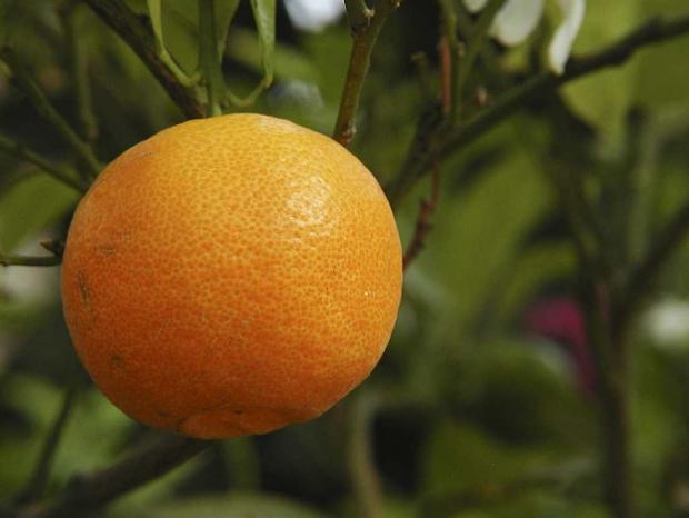 Citrus reticulata
