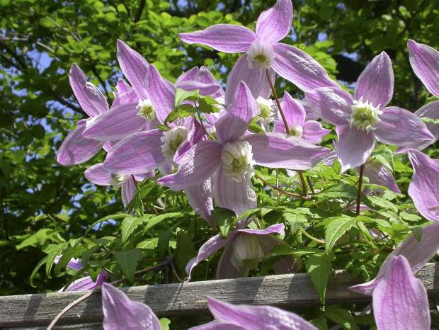 Clematis alpina 'Jacqueline Du Pré'