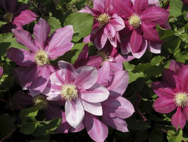 Clematis 'Poulvo'