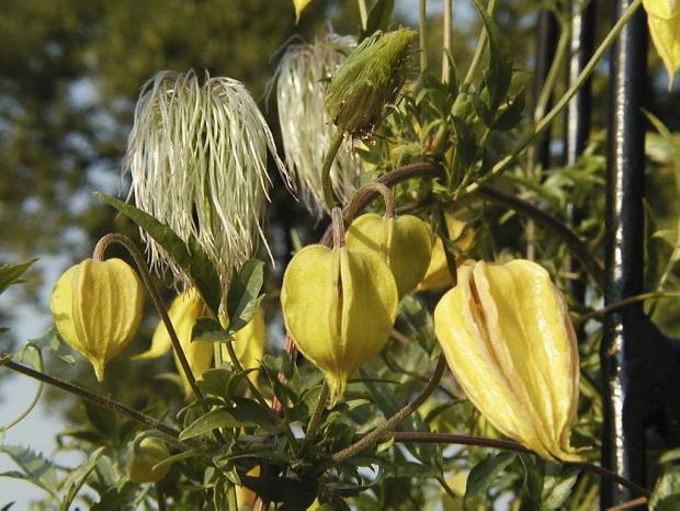 Clematis tanguitica 'Radar Love'