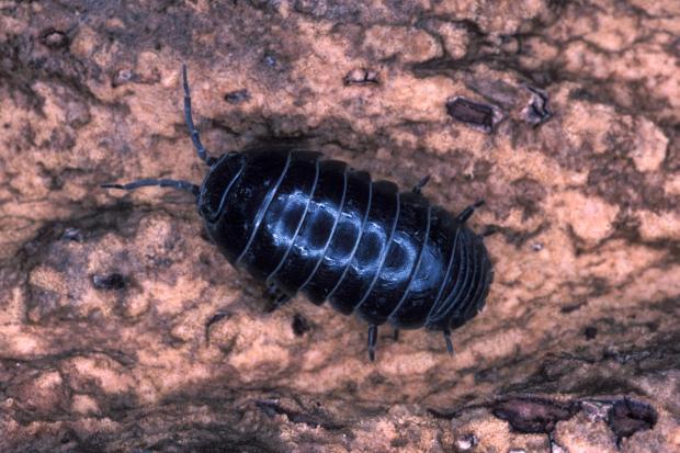 Oniscidea