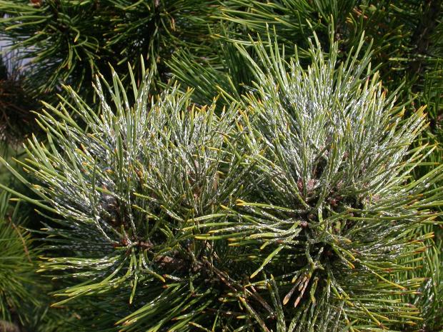 Pine needle scale