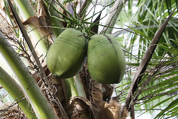 Coconut palm (Cocos nucifera)