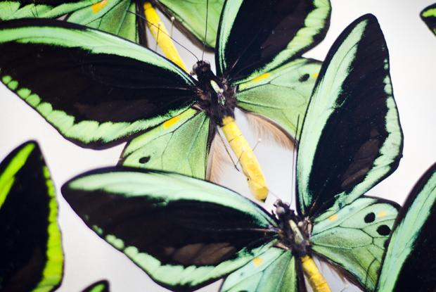 Collection of mounted butterflies.