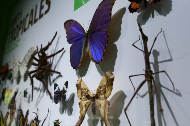 Insectes naturalisés présentés à l'Insectarium en 2011.