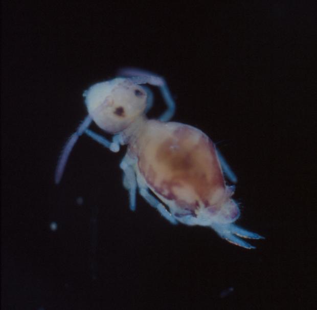 Springtail, Québec, Canada.