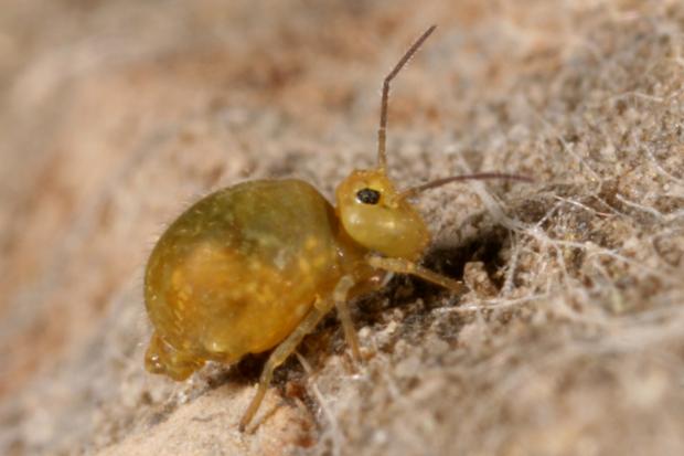 Collembola