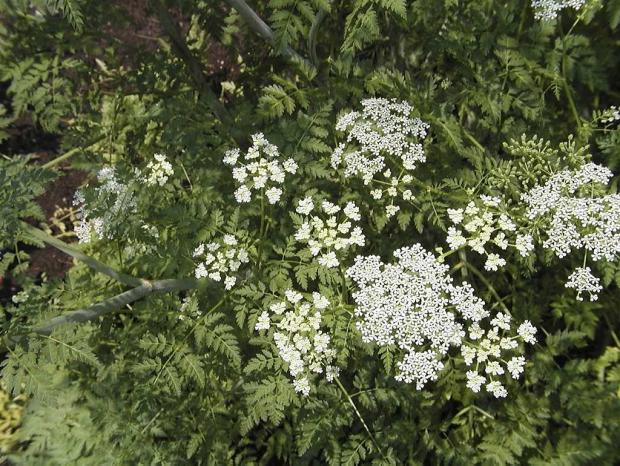 Conium maculatum
