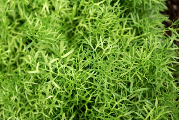 Coriandrum sativum 'Delfino'