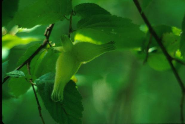 Corylus cornuta
