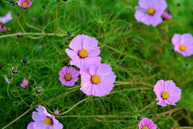 Garden cosmos