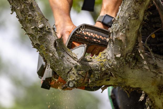 Coupe d'une grosse branche en plusieurs étapes