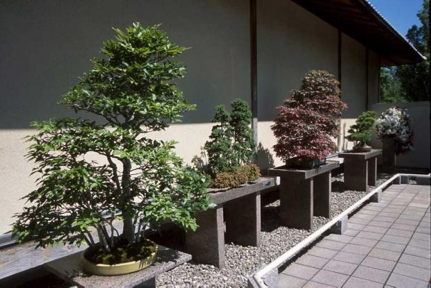 Bonsai Courtyard