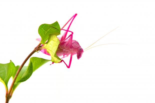 Amblycorypha oblongifolia