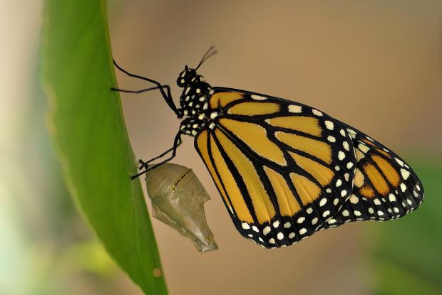 Danaus plexippus