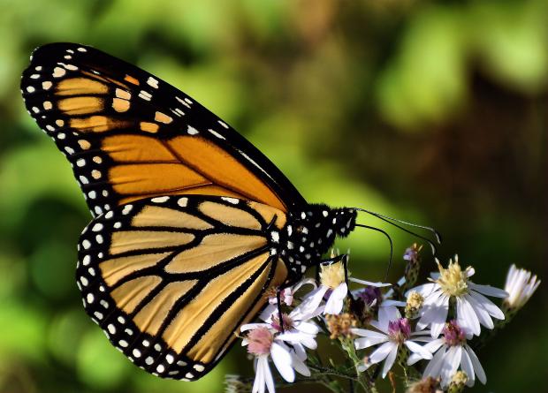 Have you heard about the Mission Monarch Blitz?