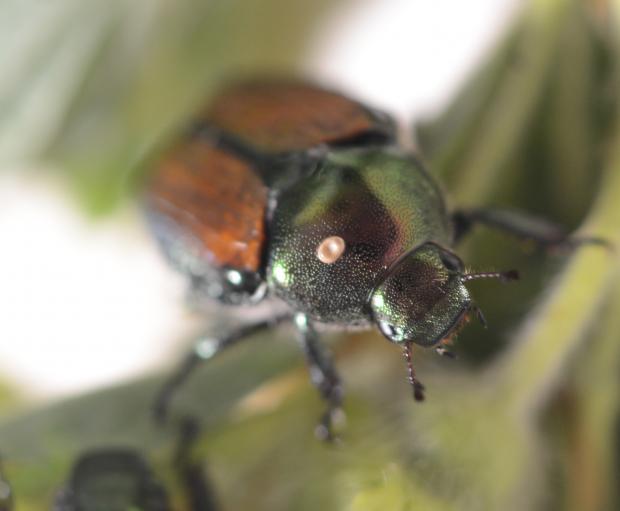 Scarabée japonais parasité par la mouche tachinide Istocheta aldrichi