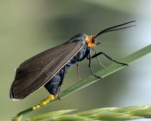 Ctenucha virginia