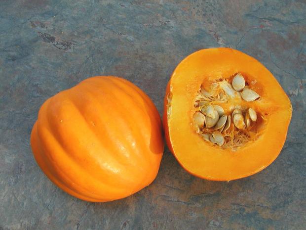 Cucurbita pepo 'Table Gold'