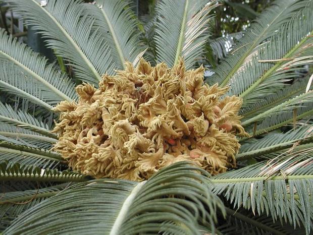 Cycas revoluta