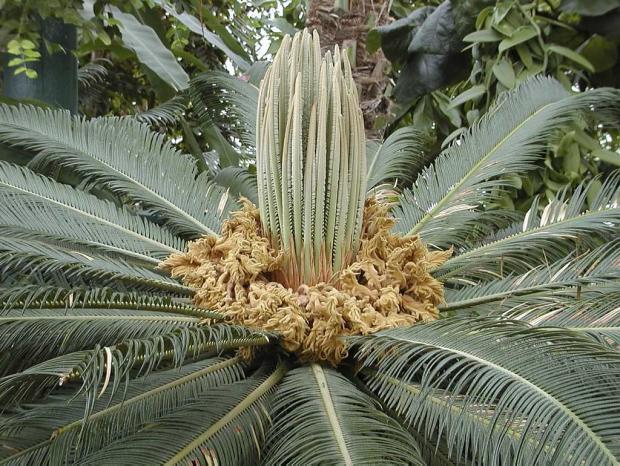 Cycas revoluta
