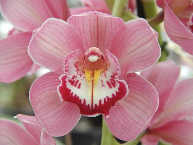 Cymbidium (Gorey 'Trinity' AM/RHS x Maufant 'Rozel' FCC/RHS).