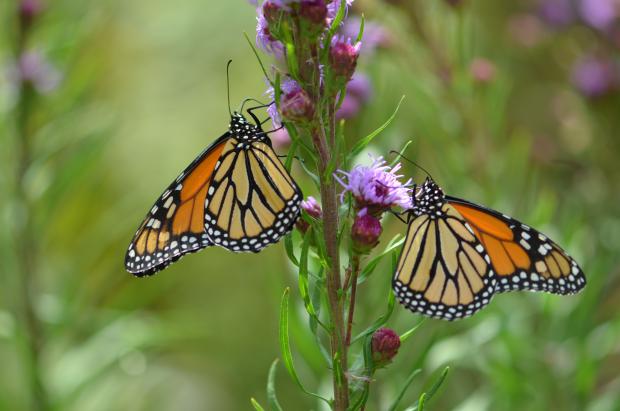 Danaus plexippus