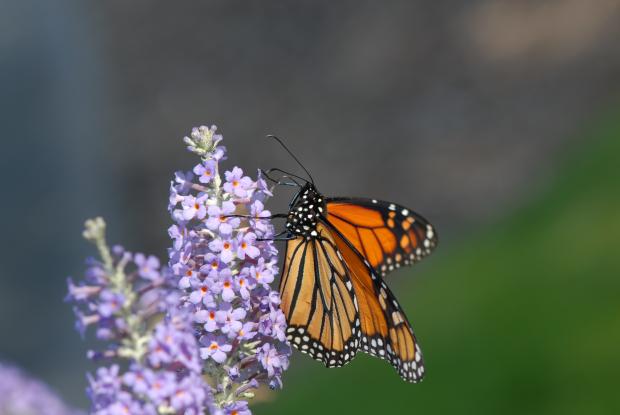 Danaus plexippus