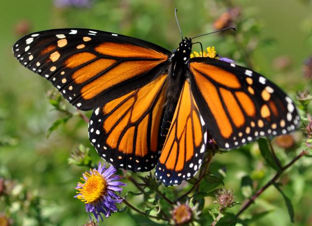 Danaus plexippus plexippus, Québec, Canada.