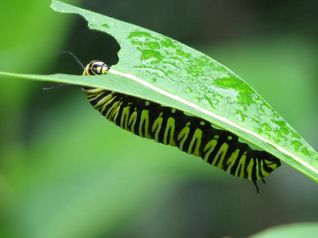 Danaus plexippus caterpillar