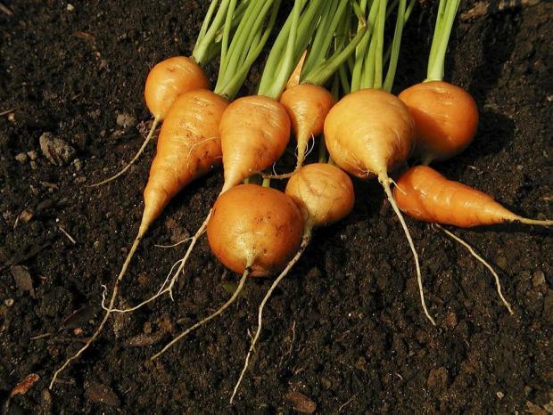 Daucus carota (gr. sativus) 'Oxheart'