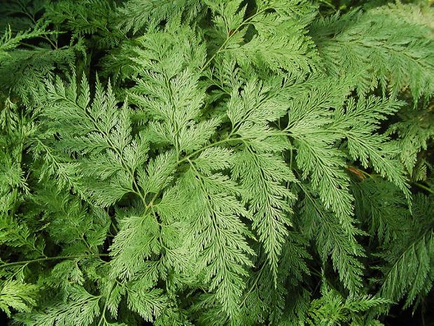 Davallia solida var. fejeensis 'Plumosa'