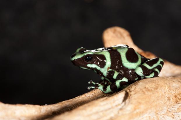 Green and black poison-arrow frog (Dendrobates auratus).
