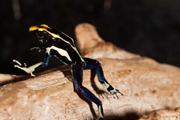Dendrobates tinctorius