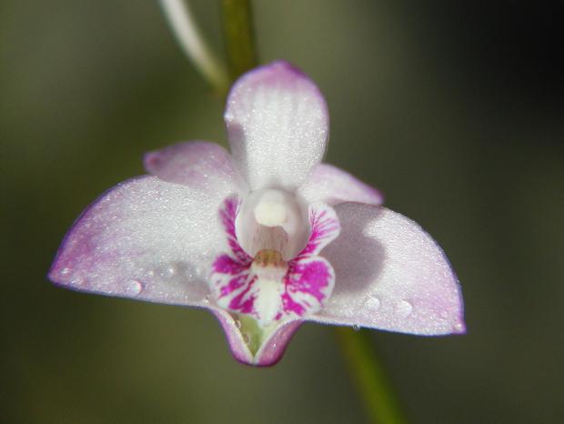 Dendrobium kingianum.